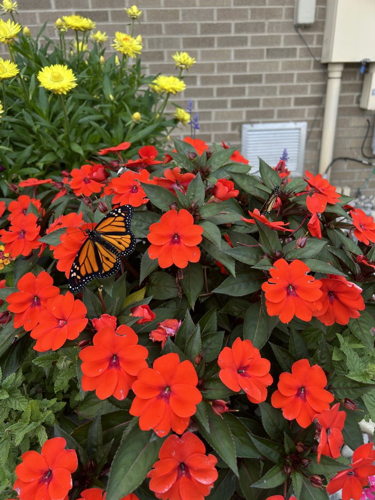 monarch butterfly resting on red flowers in front of a brick building